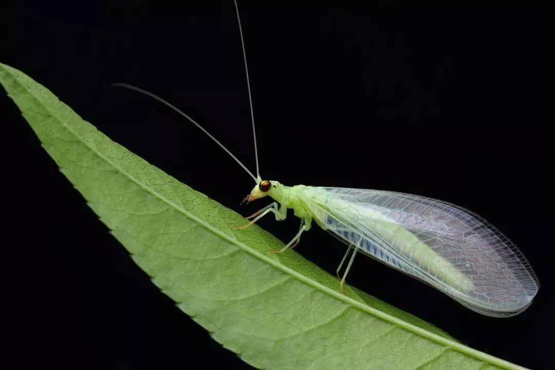 明显再来点特别的老北京儿时经常跟我们打交道的"蛐蛐,油葫芦,火夹子