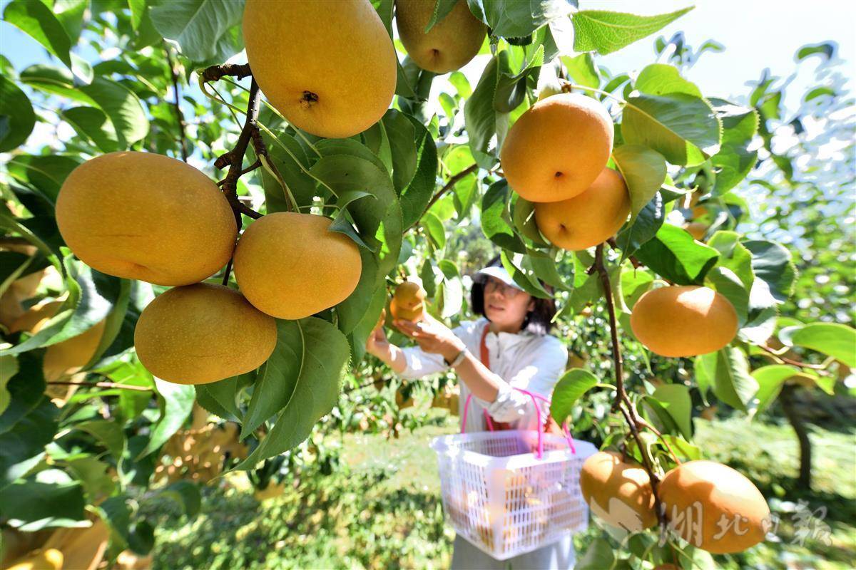 黄金梨飘香迎客来