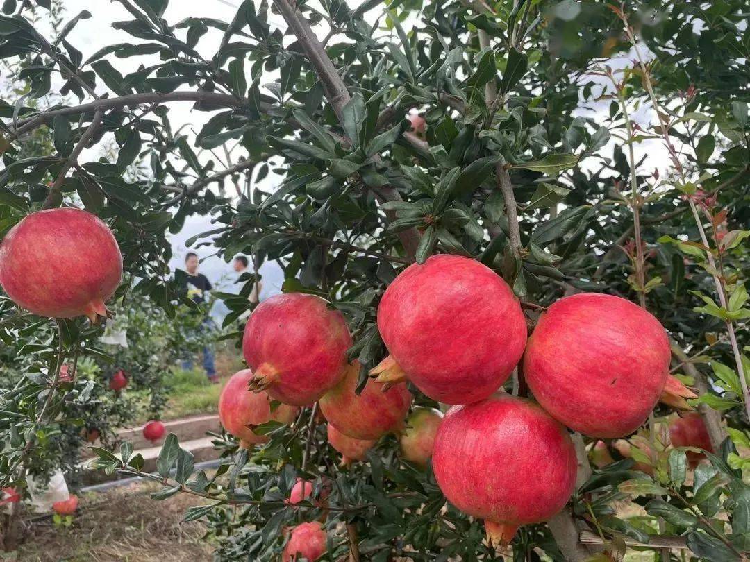 【云南软籽石榴】25.9元起抢3斤中果/5斤大果/5斤特大/9斤大果!