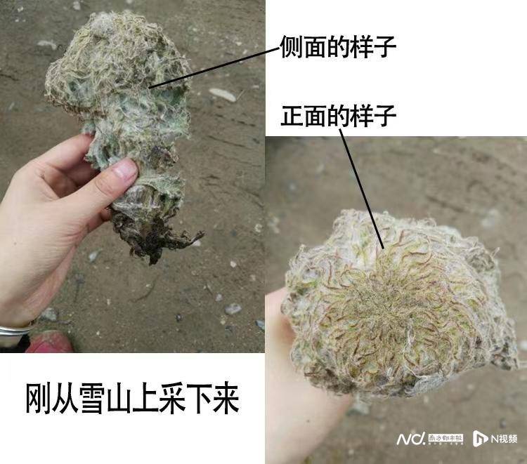 继吃播大白鲨，又现贩卖雪兔子，网红频踩濒危动植物保护红线