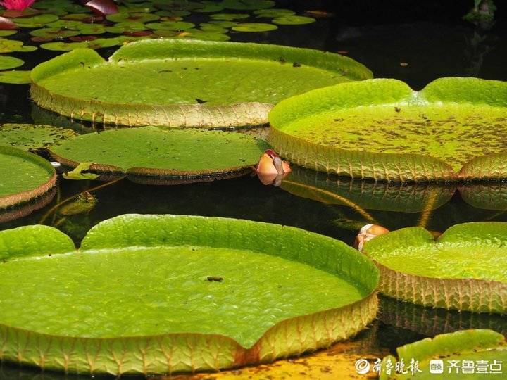 济南大明湖巨型王莲含苞待放，叶片直径最大可达3米以上