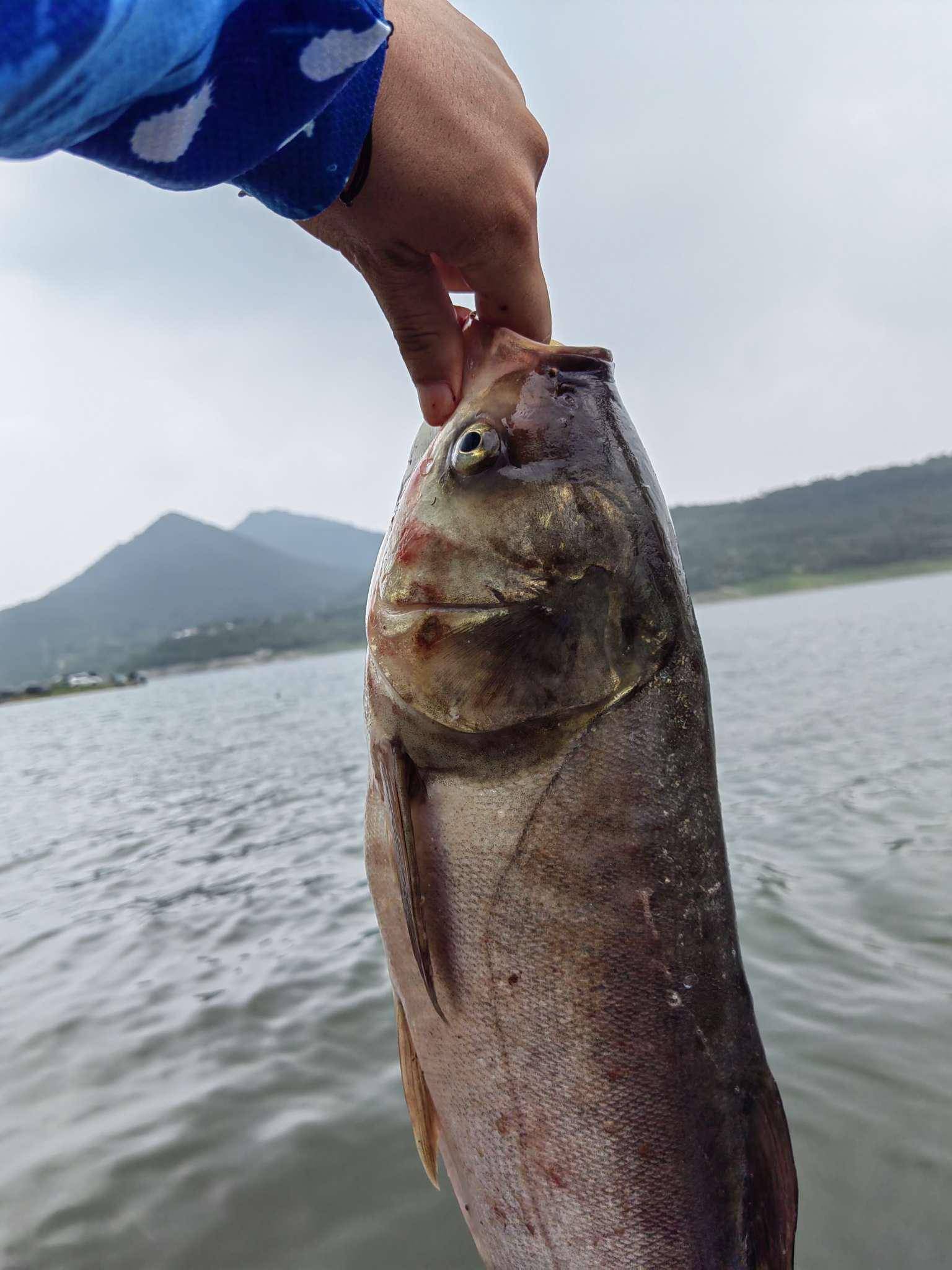 「浮钓2095」打浮钓深齐上阵,金海湖边战鲢鳙