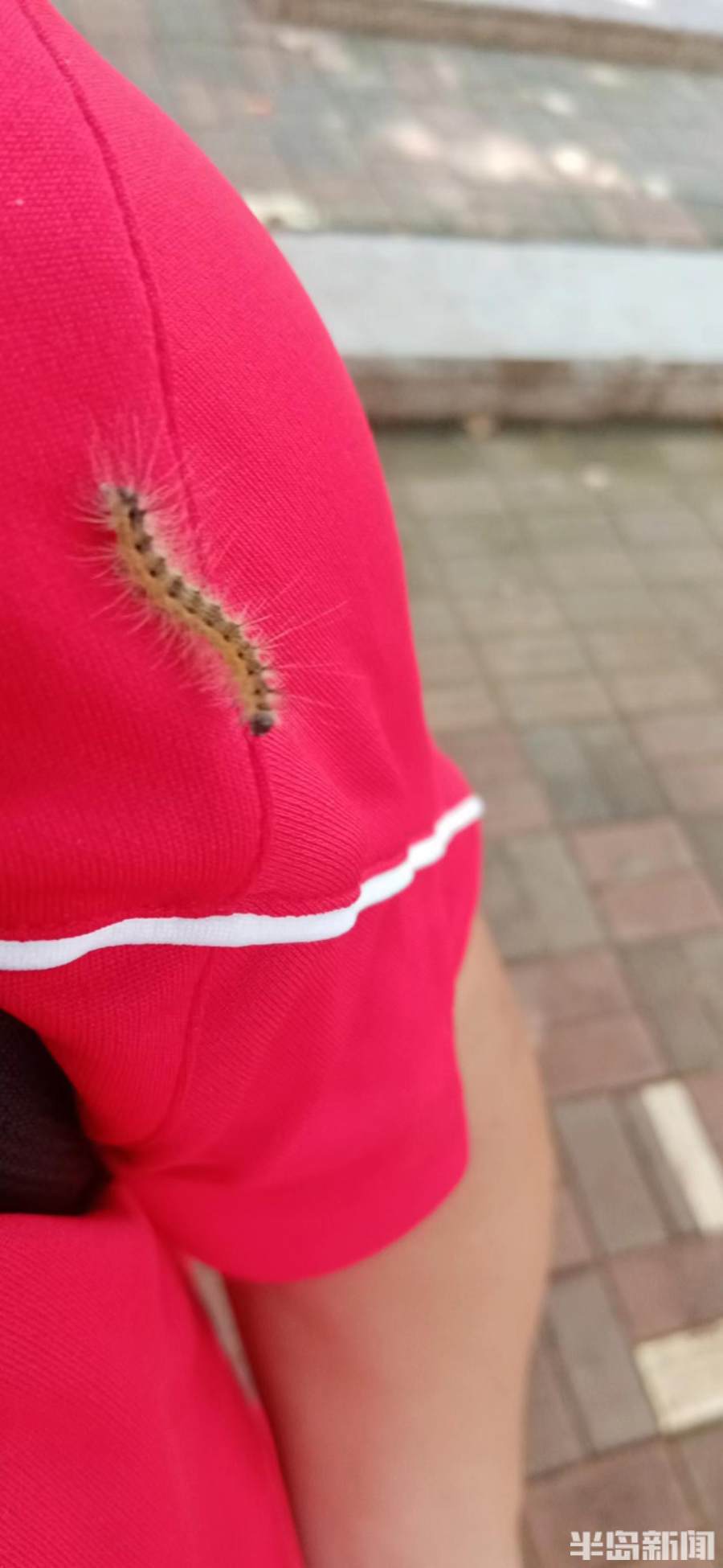 青岛树木遇虫害很"受伤",记者实地探访,专家解析→_白蛾_美国_伊春