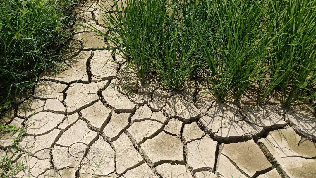 网友发帖:久旱无雨持续高温天气,稻田龟裂,今年又白忙活了_艾佳湘_全