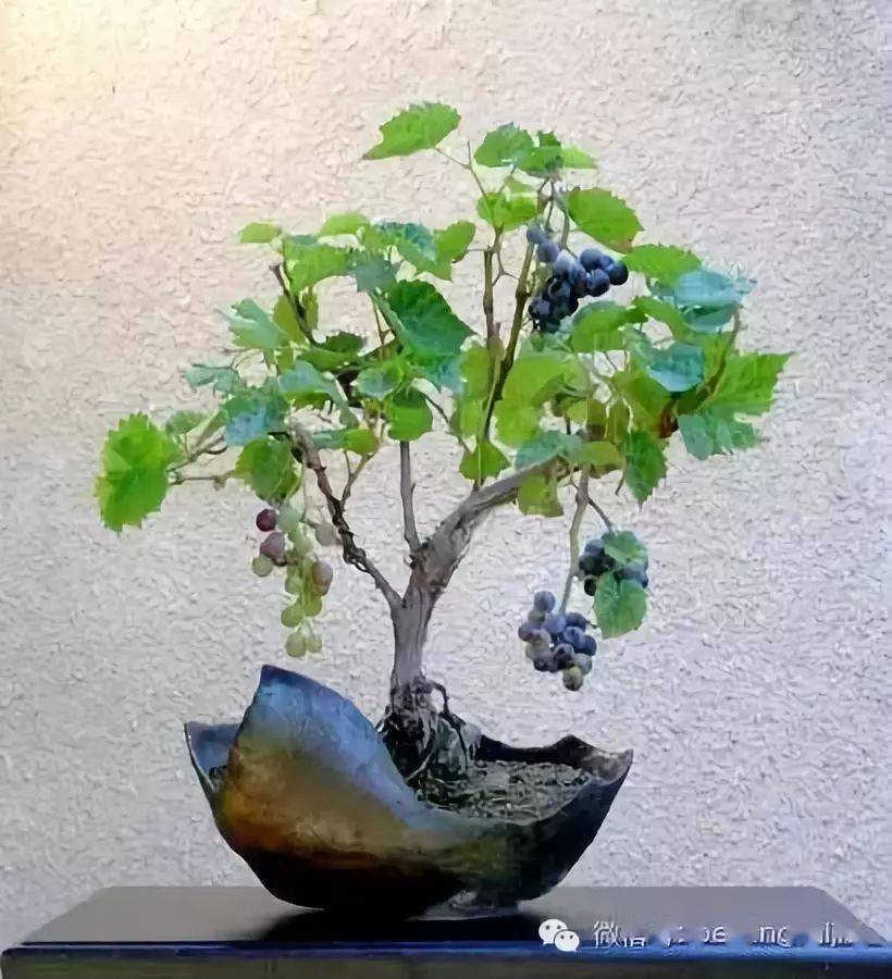 葡萄熟了_葡萄_彭东伦_果期