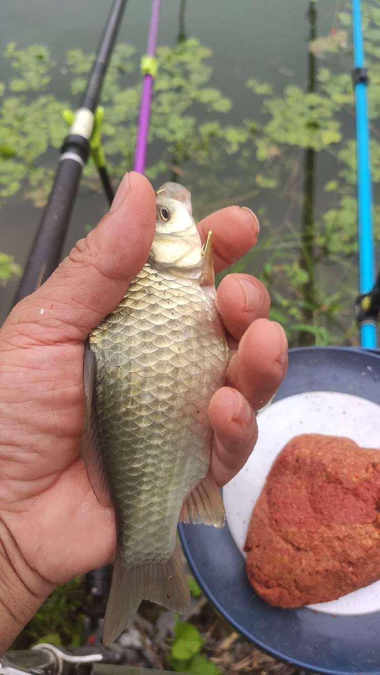 都是美味,等你來赴宴_位置_頓口_鯽魚