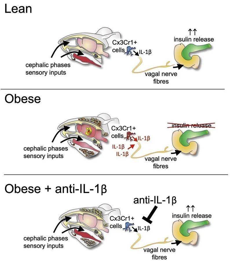 由感官刺激带来的胰岛素分泌,叫头相/头期(cephalic phase)胰岛素分泌