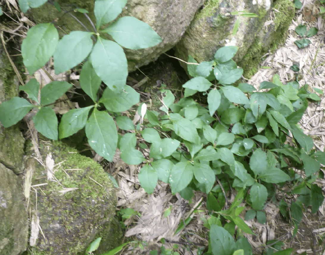 野生的四叶参在秋天长势良好,植株的根茎甚至会暴露在土壤外面,这时候