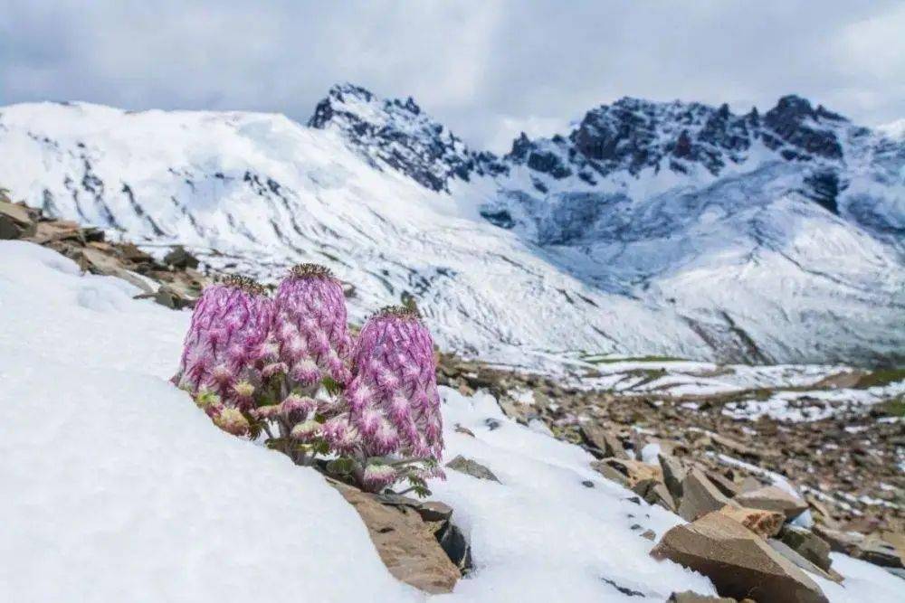 水母雪兔子图片大全图片