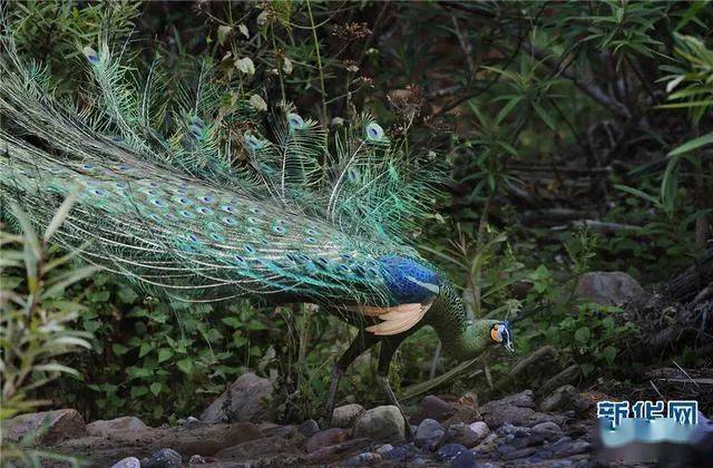 学习园地 孔雀为何东南飞 形象 刘兰芝 焦仲卿