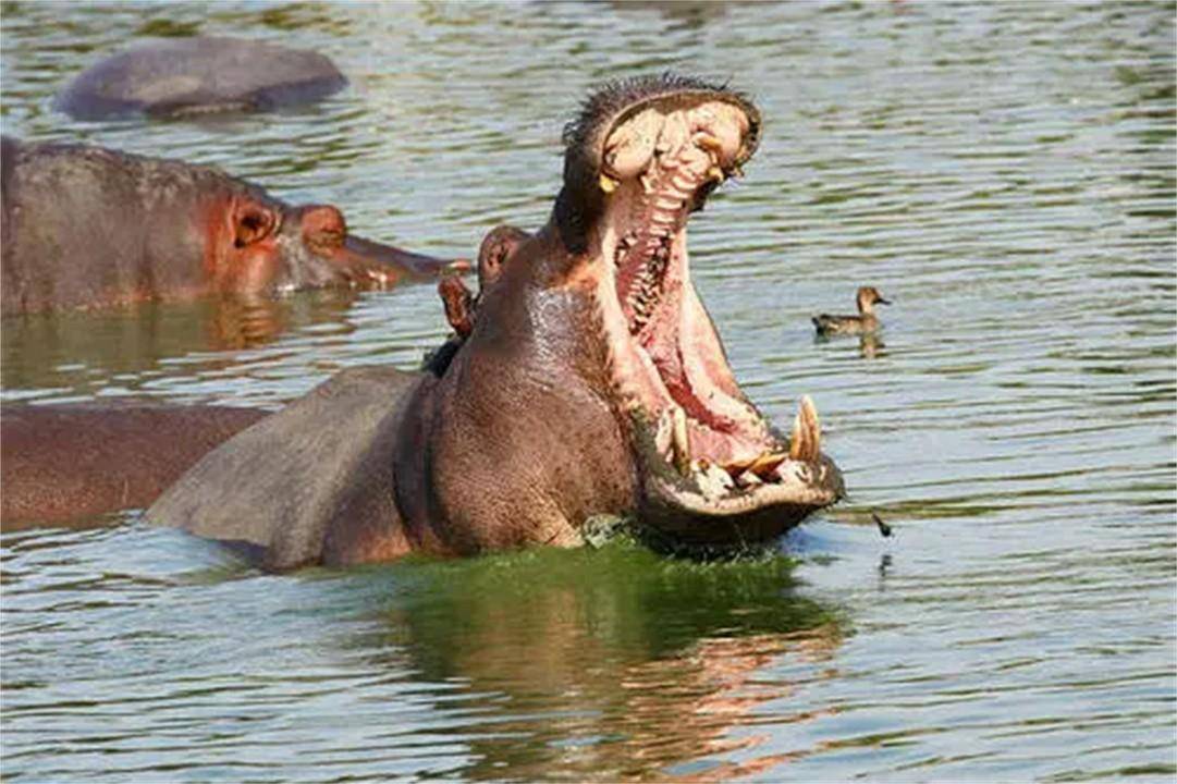 河马在陆地上暴揍狮子,水里掀翻鳄鱼,这么强的动物有天敌吗?