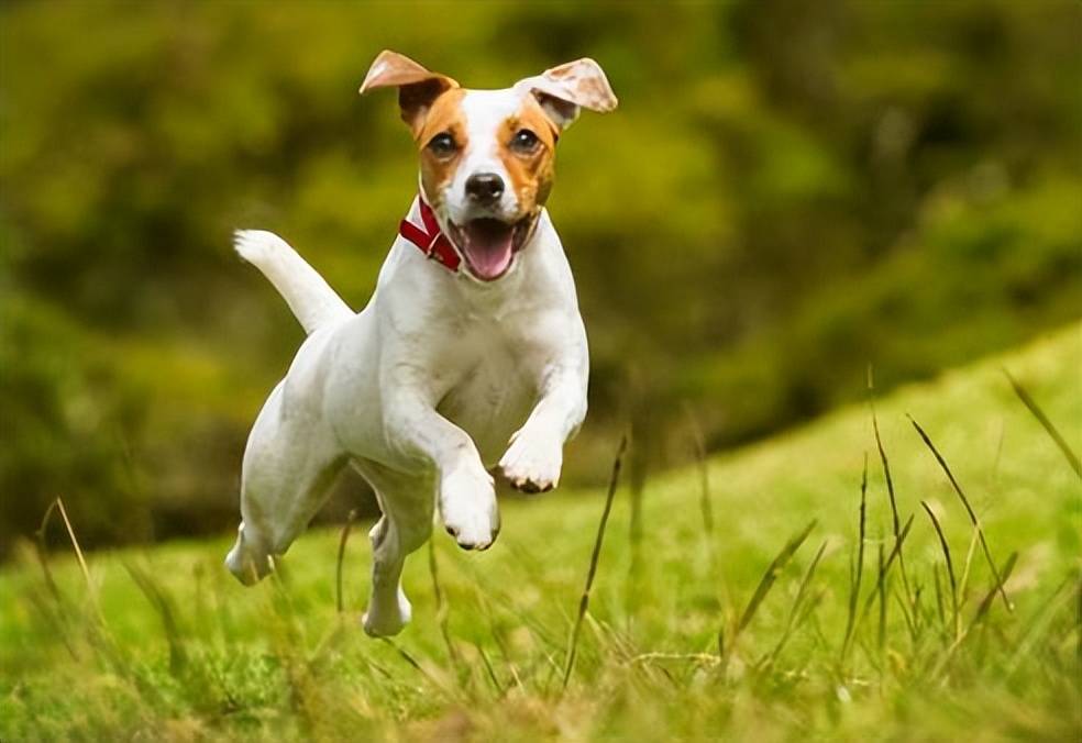 养宠小知识—杰克罗素梗,天使与恶魔的结合体,又萌又坚强!