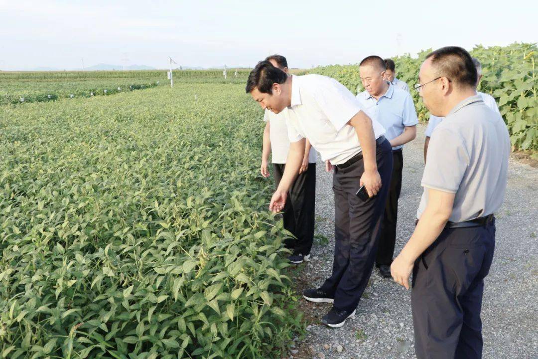 【聚焦】| 李春雷到巴林右旗现代农业科技试验示范园区,昭胡都格4000