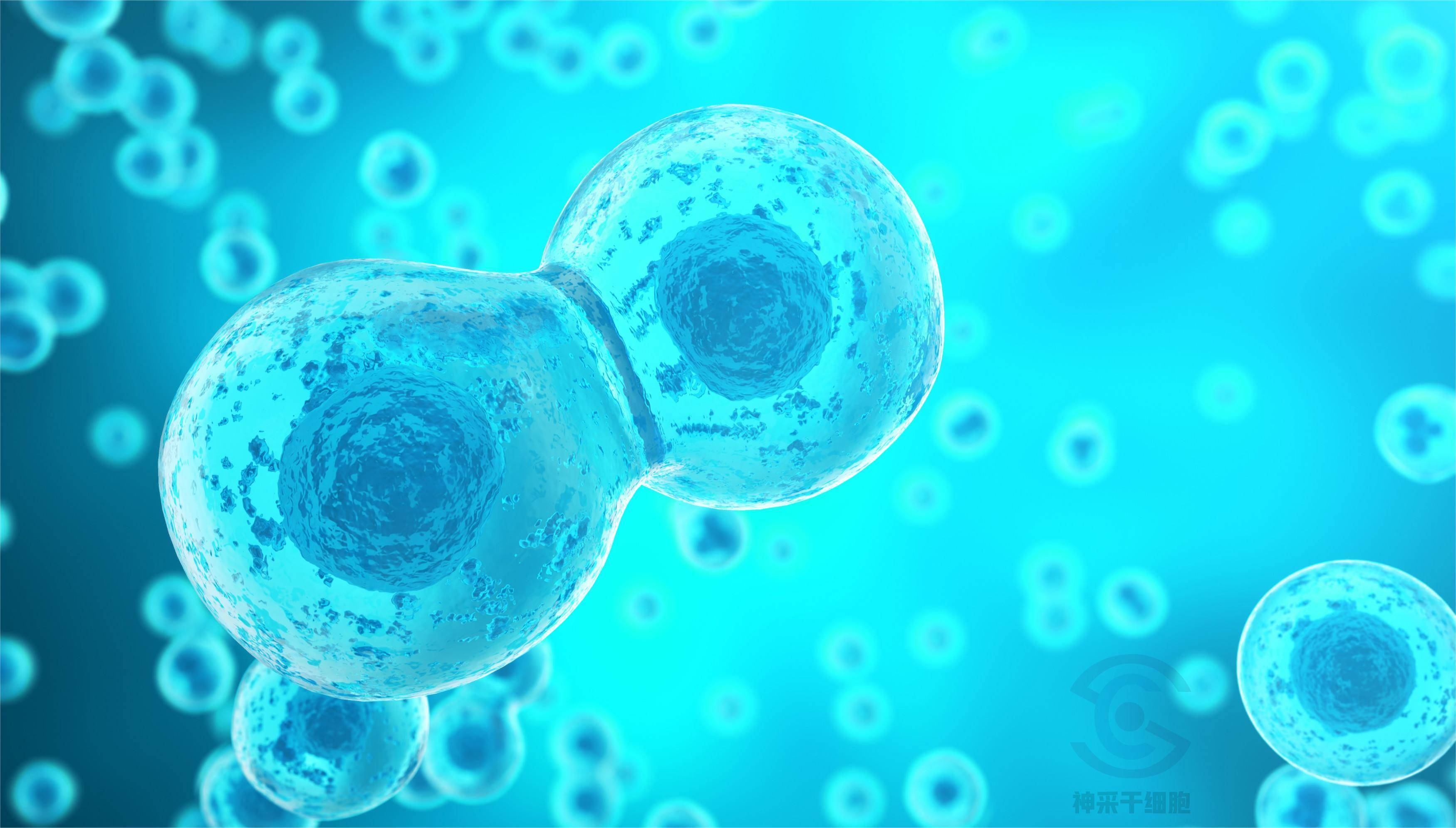 干细胞有望攻克人类三大天敌——"衰老,免疫力,癌症"!_疾病_身体_组织