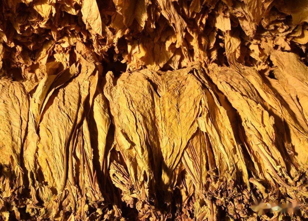五大黄金烟叶产区图片