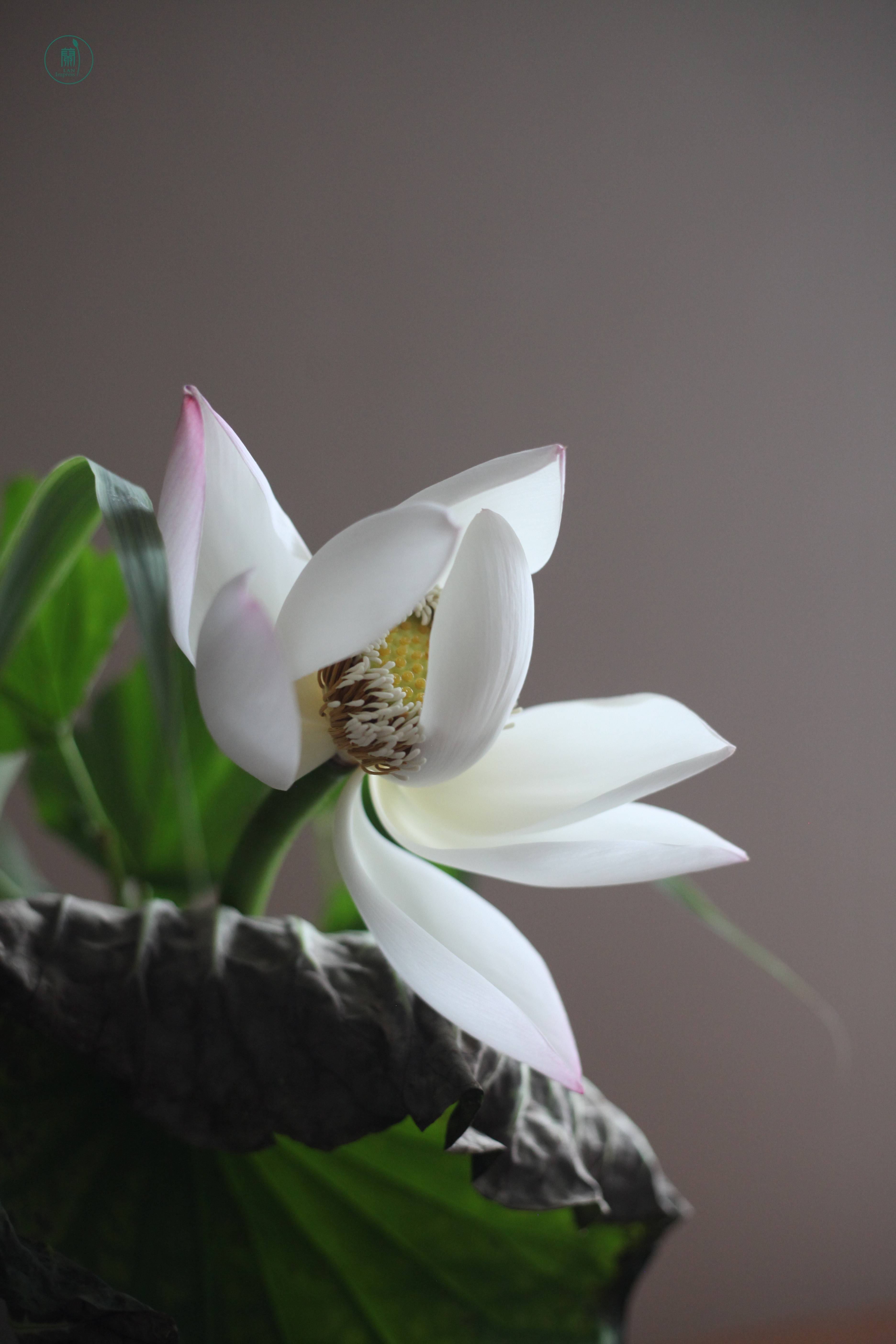 西安插花培训|蘭印象小原流花道教室#花道课