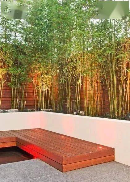 庭院竹子的种植门道,你知道吗?_广东_凤尾竹_观音竹
