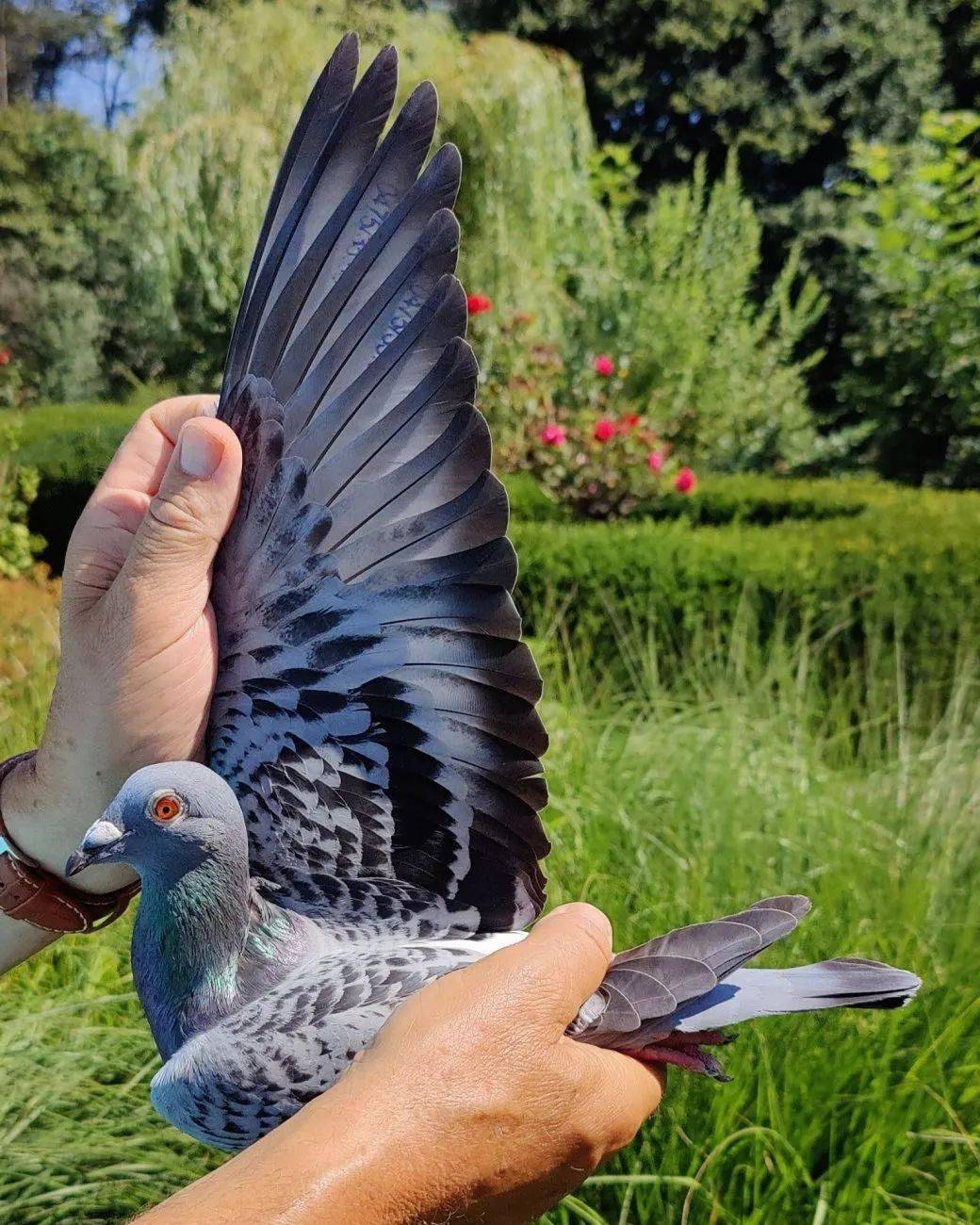 【视频】佛卡门"电力号"后代"宝琳娜"kbdb一岁鸽王5 位_全国_子代_km