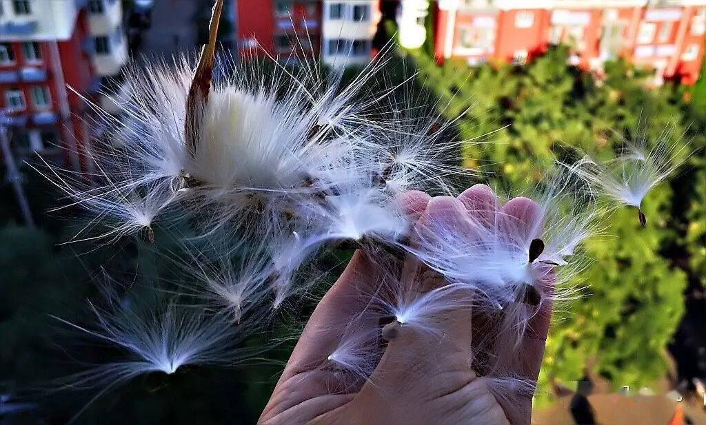 飞翔的老头儿——萝藦开花_童子佩_白色_藤蔓