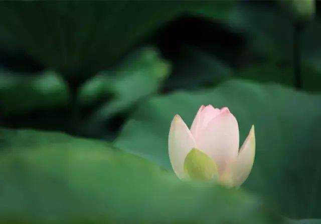 仓央嘉措:爱是最美的修行_莲花_万法皆_一个人