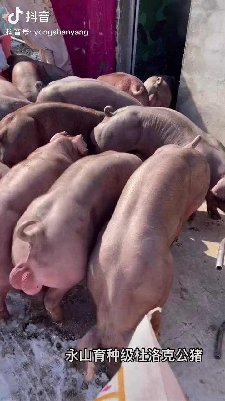 杜洛克公猪养殖场 杜洛克纯种 杜洛克杜洛克 杜洛克公猪 杜洛克公猪