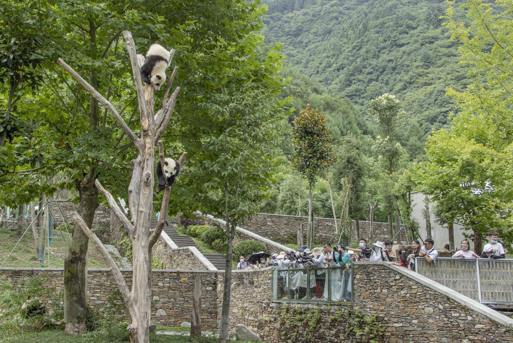 四川卧龙神树坪基地办大熊猫生日会,三个家庭9只滚滚相继亮相