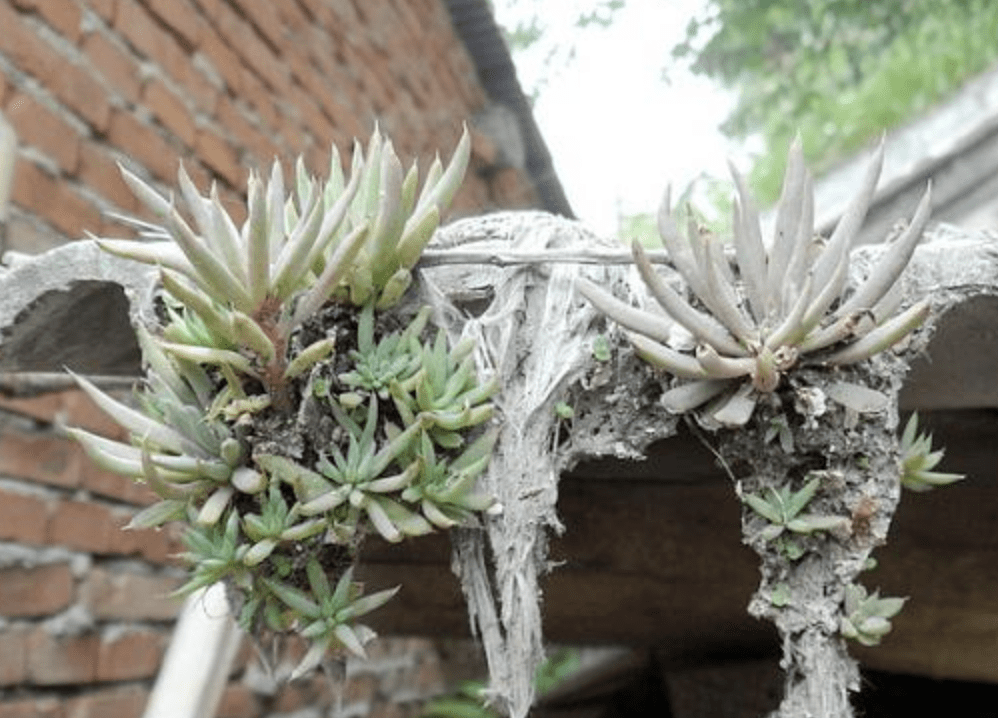 农村瓦房上,有1种"瓦松"珍贵,挖2棵当盆栽,越养越有价值_种植_植物