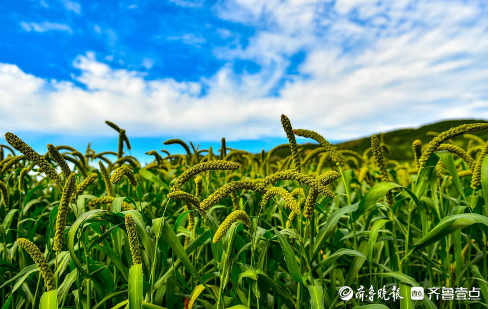 秋风过处,五谷飘香,秋天是庄稼成熟的季节!