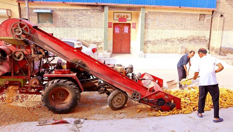 夏县:玉米大丰收_晋审_卫红辉_延科