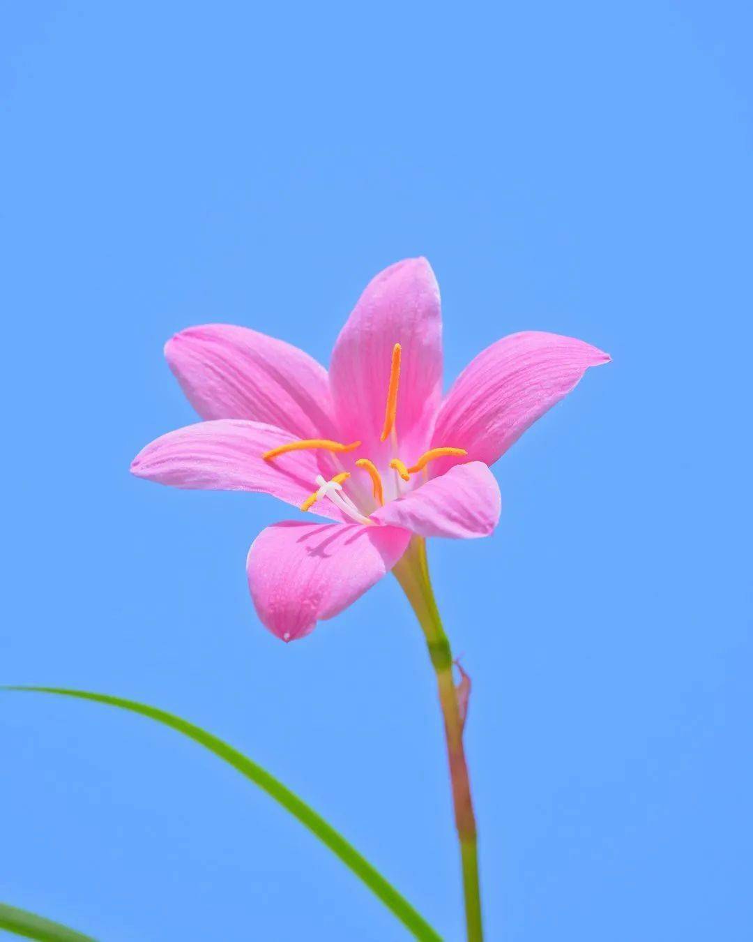 "风吹雨成花",装了一年韭菜的风雨兰,终于在风雨