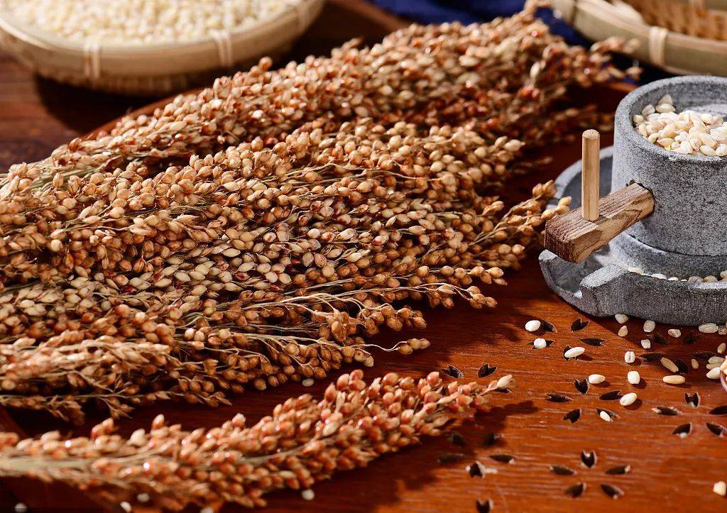 白酒知识 | 高粱与中国白酒的完美契合_酿酒_单宁_植物