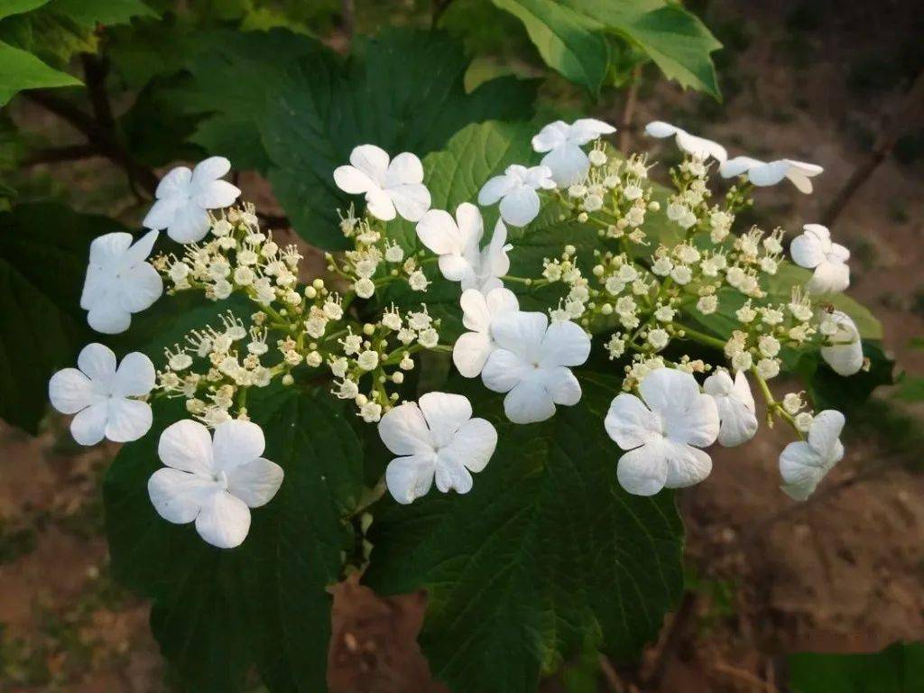 1,鸡树条果能吃,它是忍冬科植物鸡树条荚迷的果实秋季果实成熟时采收