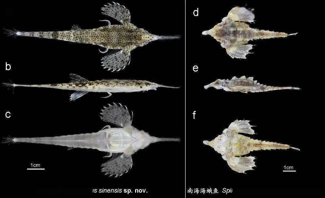 我省華東近海水域辨認出2個魚種新物種丨迷人南中國海