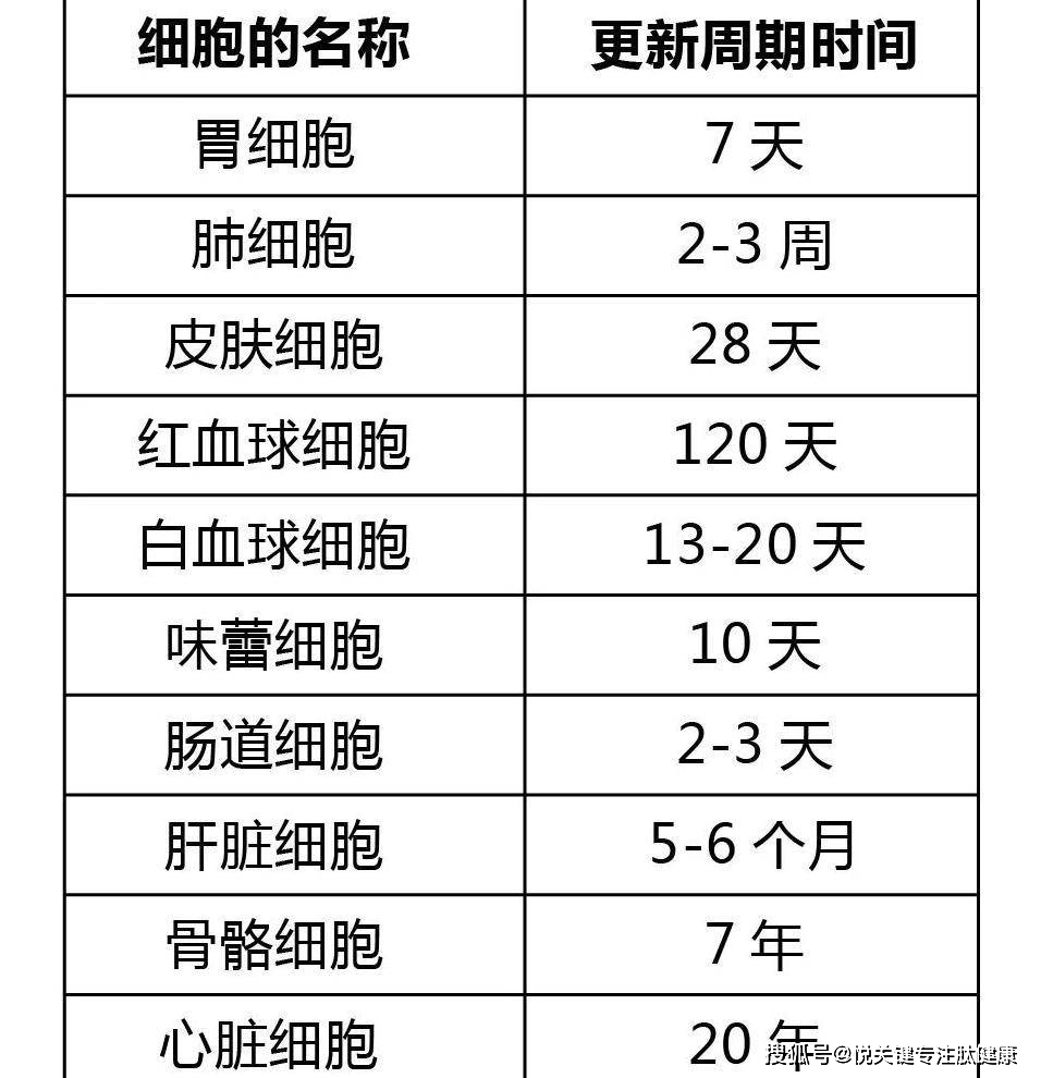 人体细胞更新周期图表图片