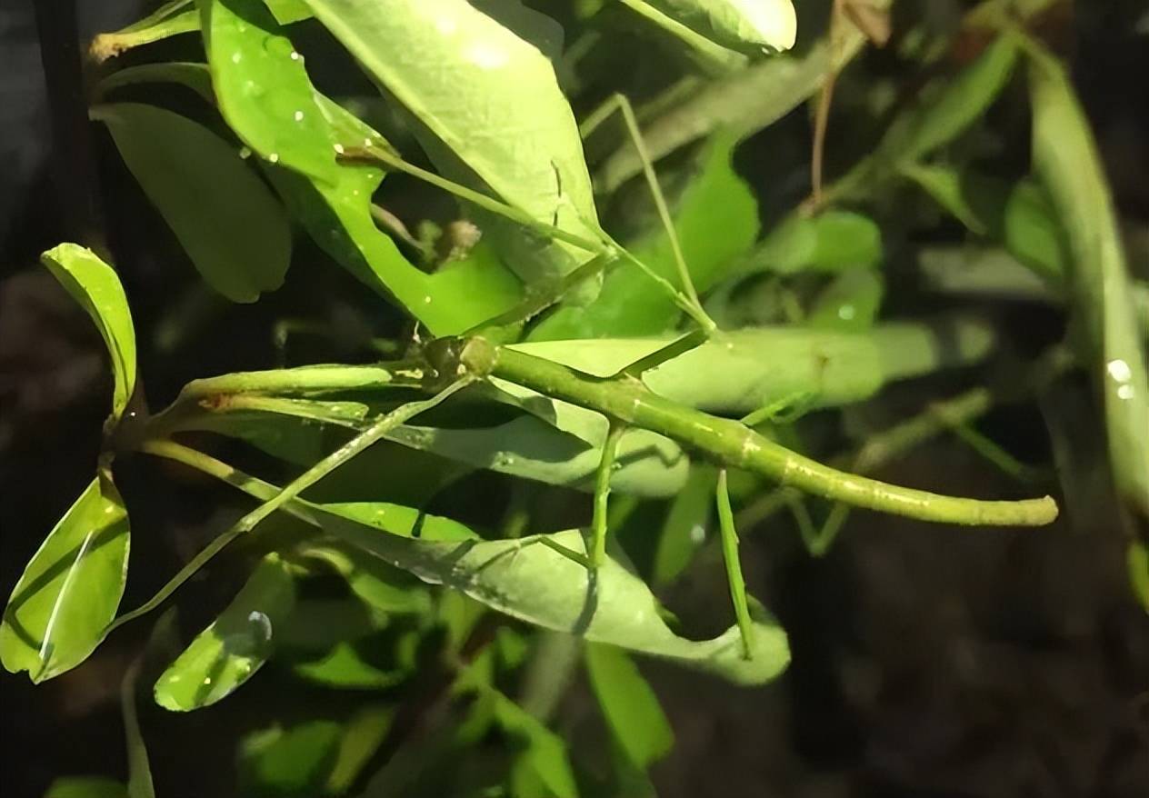 竹節蟲在變色龍的面前有一根樹枝,非常可疑,看著就像一隻竹節蟲,但是