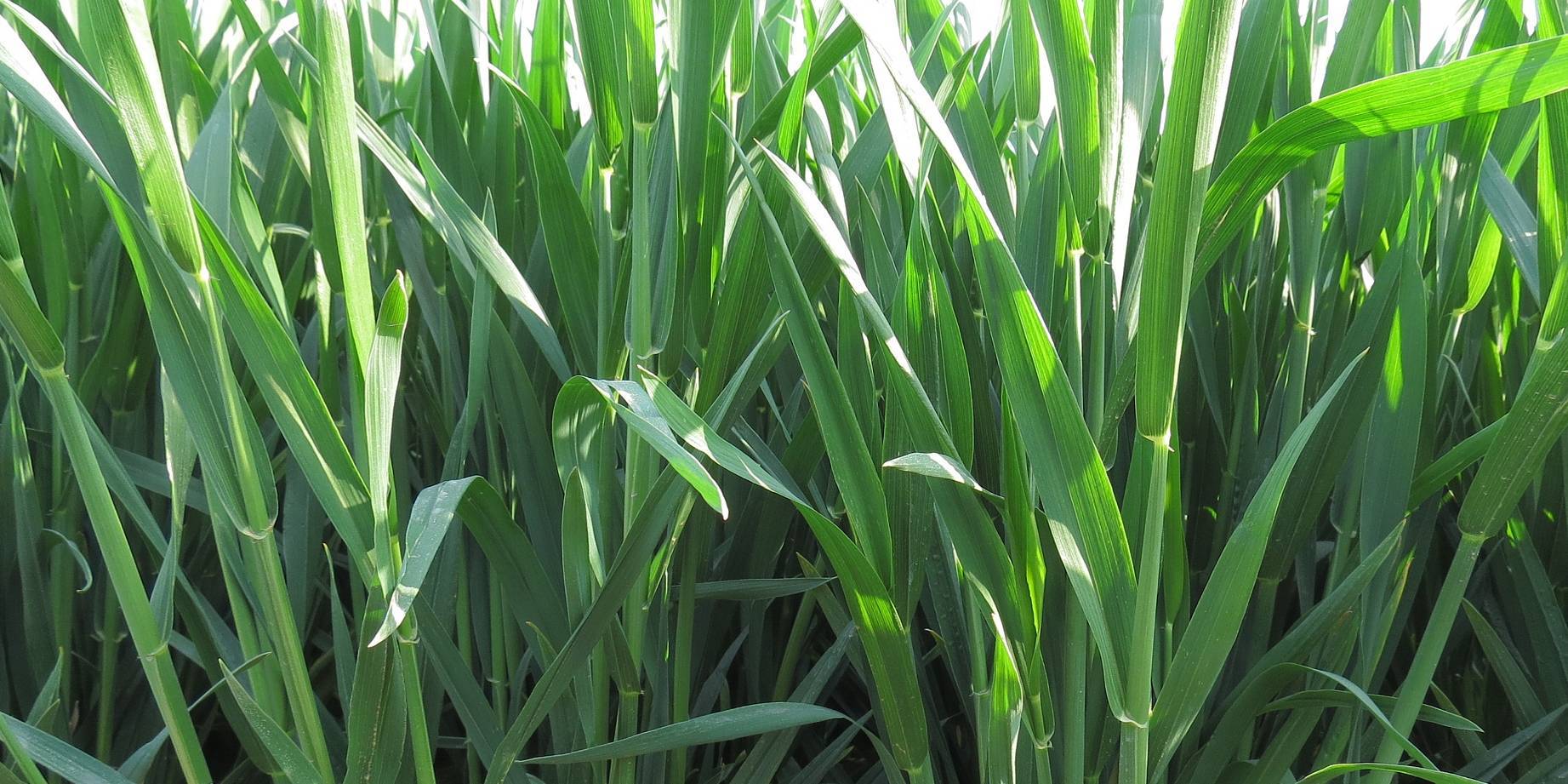 农民朋友怎样自己配小麦底肥?有什么优势?还要注意什么?