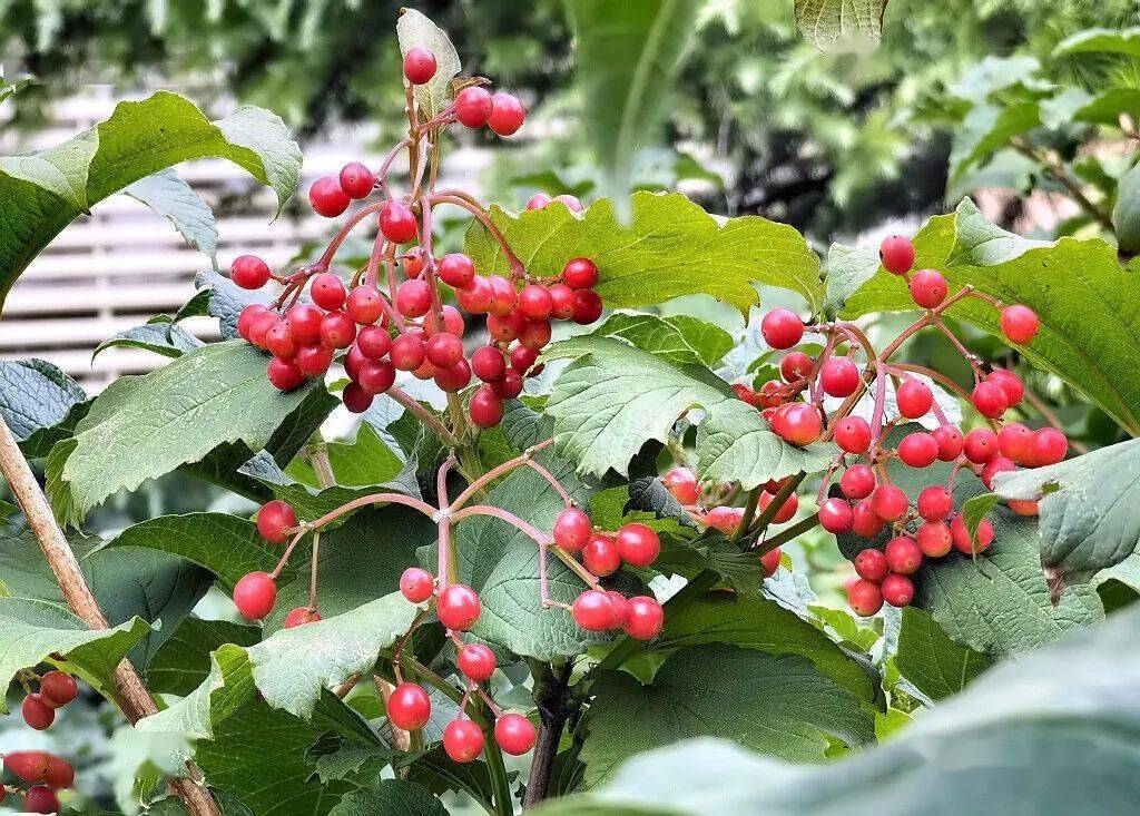 琼花结果 如珠似宝_天目_红色_树条