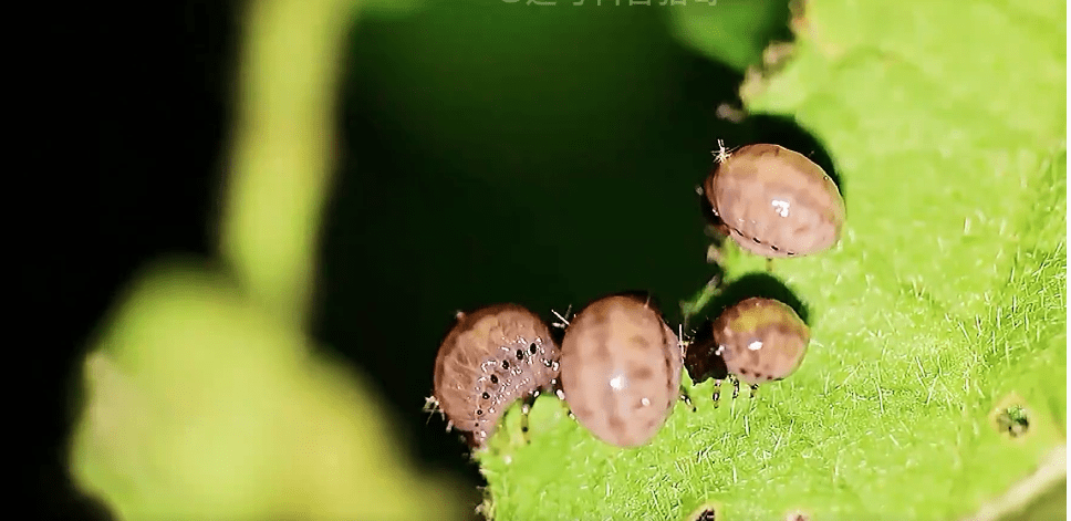 专家:不必惊慌,它是害虫天敌_甲虫_昆虫_中华