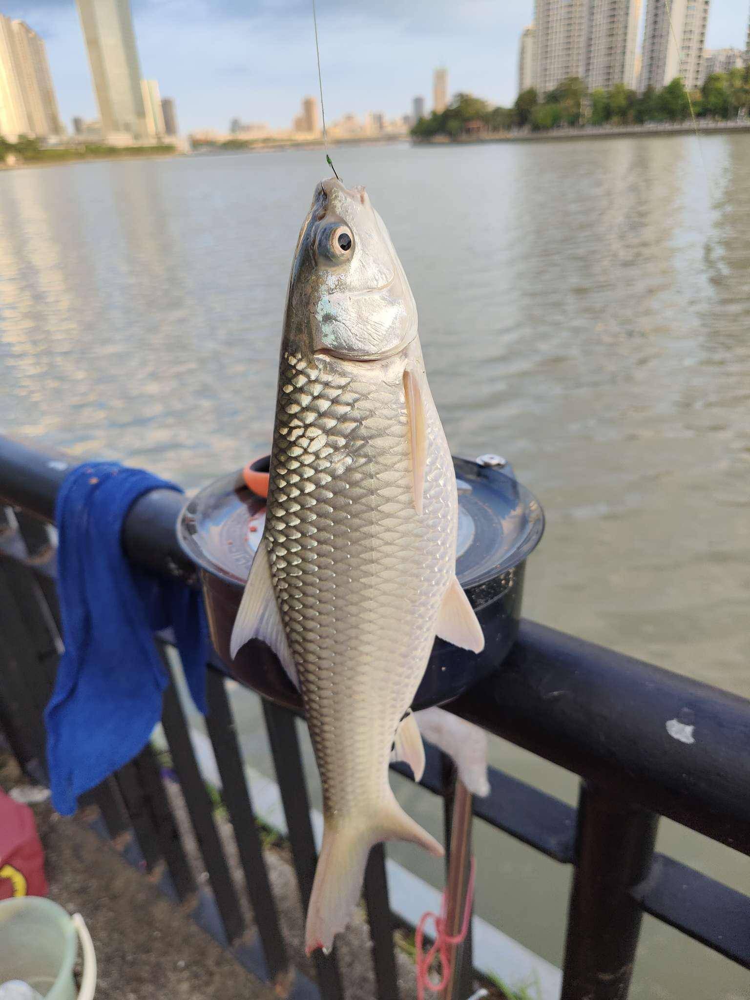 「8月鱼获」改配方,换钓位,一番操作喜获鲮鱼六七条_钓友_上岸_位置