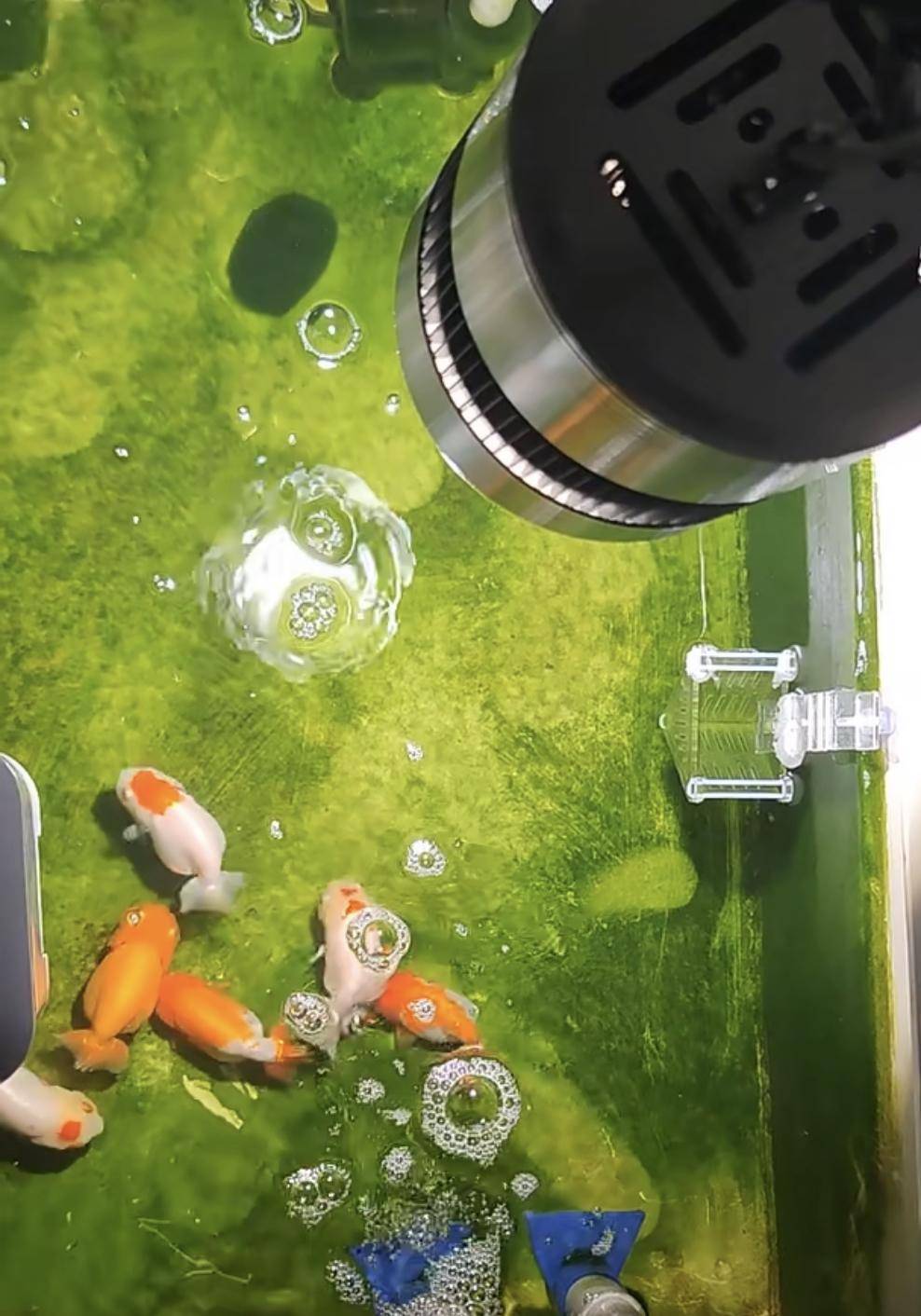 鱼缸绿苔养不好 绿藻怎么解决 教你养出漂亮绿地毯 鱼友 水体 绿水