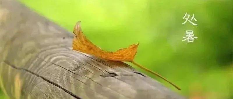 处暑||处暑出暑 凉秋知意_节气_气温_活动