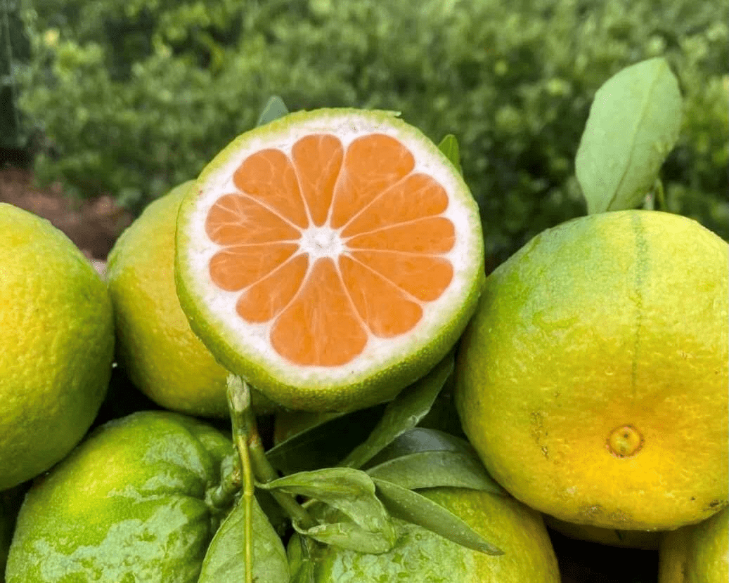 云南地标华宁蜜桔来啦!16.