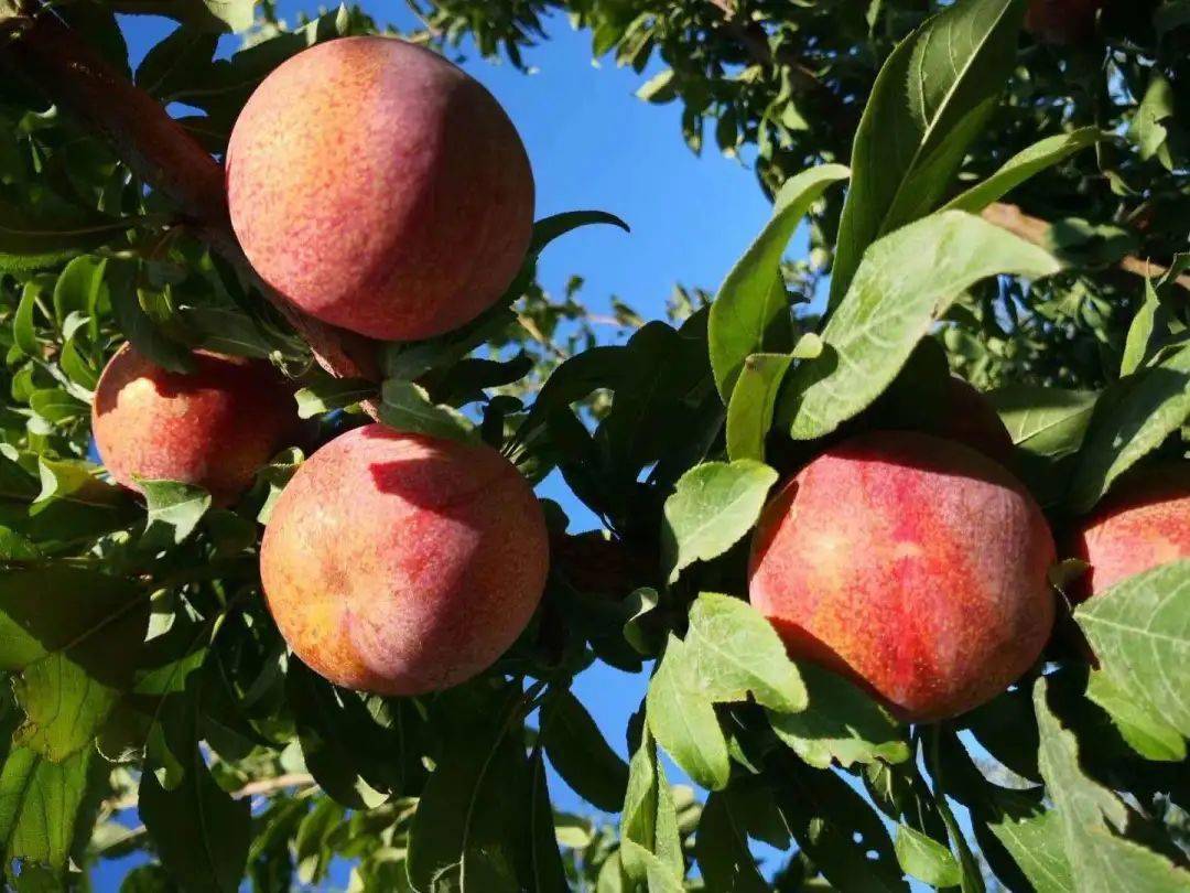 佳和超市丨【新疆恐龙蛋杏李】来自新疆伊犁的这颗"