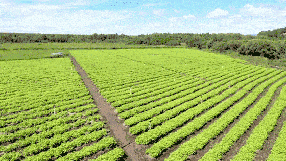 林下生金!伊春这样打造"金山银山"_种植_发展_刺五加