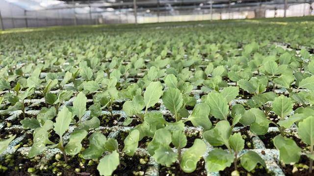 库贝罗7号12号35号哪个好抽_蔬菜_高温_温度