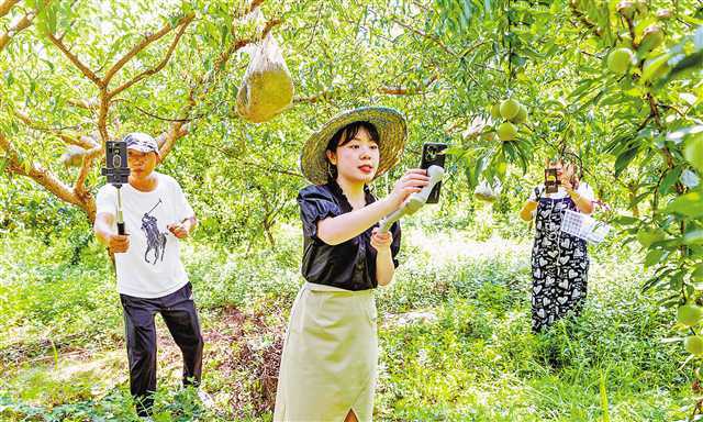 7月25日,南川區豐巖鄉峰勝果園,多位