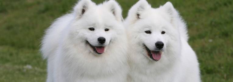 全白的狗品种有哪些？（全白的狗品种有哪些图片）