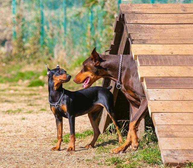 它不是杜賓犬,而是一種專門抓老鼠的狗狗_平犬_德國_主人