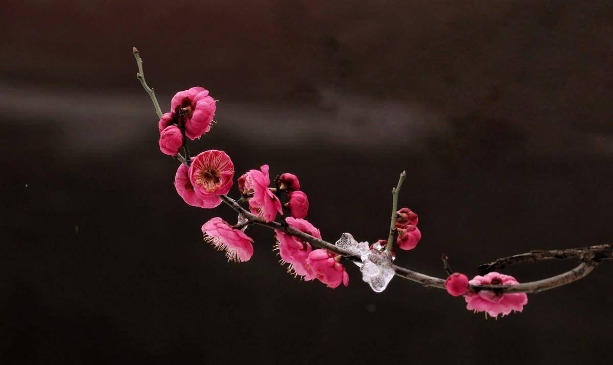 李清照水平很高的一首词,无一梅字却句句写梅,成为一首咏梅名作_梅花