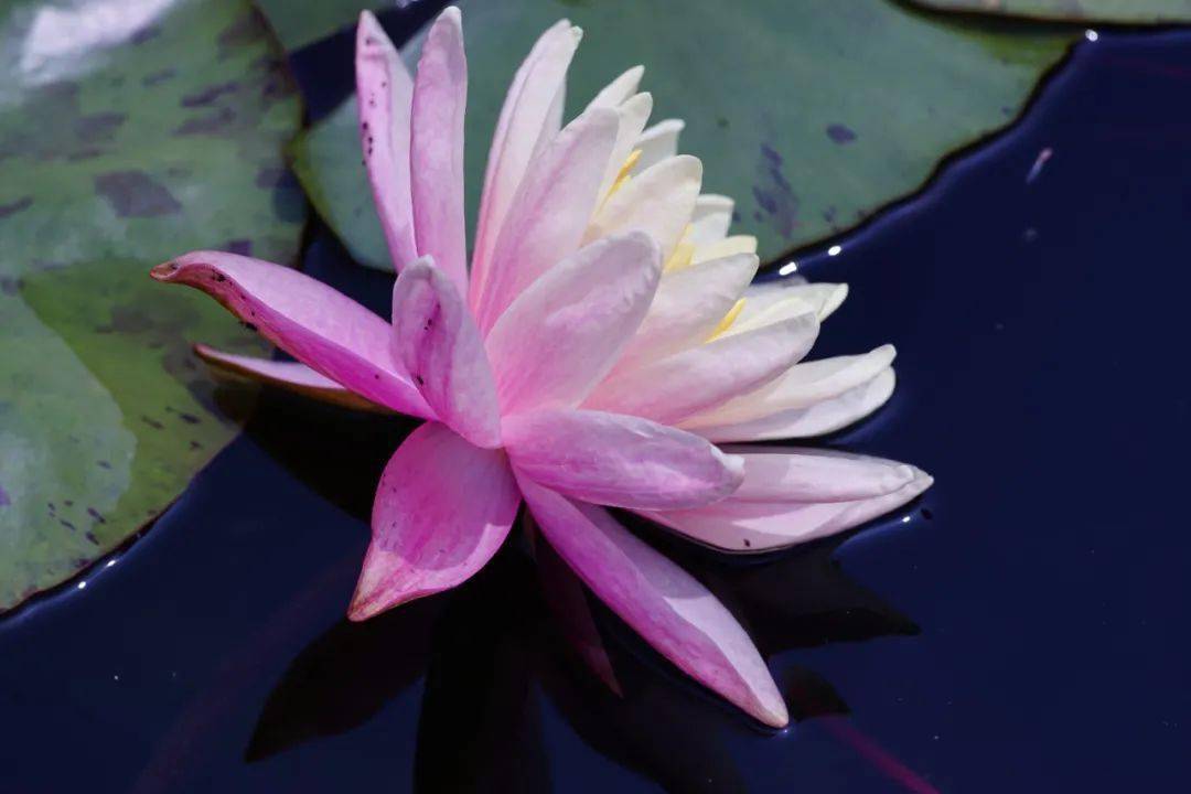 直播活动招募 走进神奇的睡莲世界 Diy五彩纸花 自然 信息 古埃及